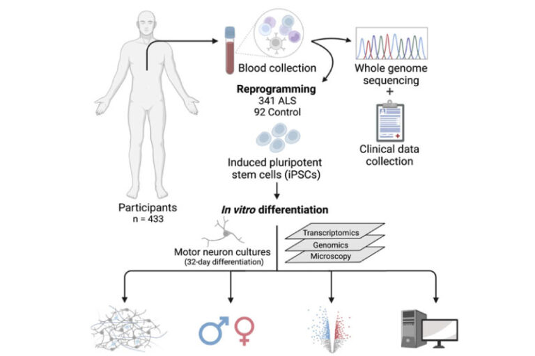 Large-scale differentiation of iPSC-derived motor neurons from ALS and control subjects