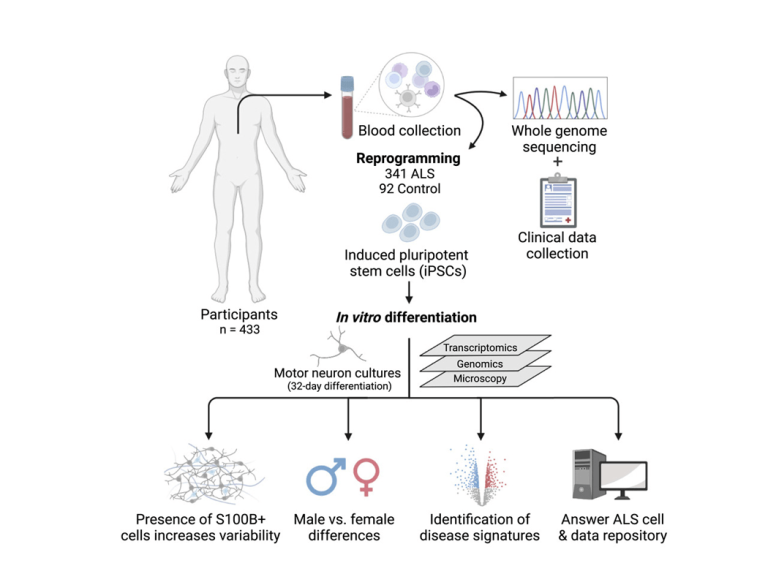 Large-scale differentiation of iPSC-derived motor neurons from ALS and control subjects